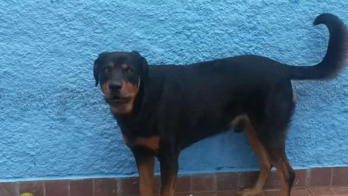Cachorro ra a Rottweiler idade 2 anos nome Max