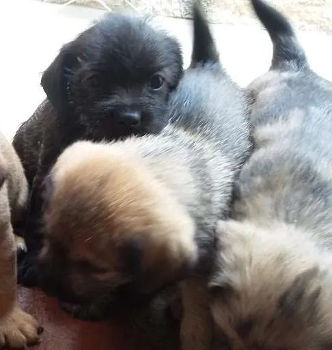 Cachorro ra a indefinida  idade 2 a 6 meses nome sem nome 