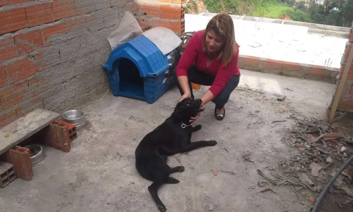 Cachorro ra a VIRA-LATA COM LABRADOR idade 1 ano nome BUD
