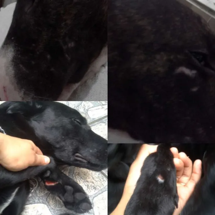 Cachorro ra a VIRA-LATA COM LABRADOR idade 1 ano nome BUD