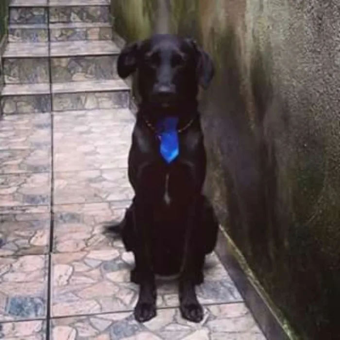 Cachorro ra a VIRA-LATA COM LABRADOR idade 1 ano nome BUD