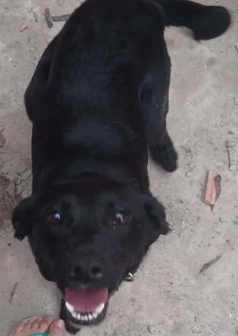Cachorro ra a VIRA-LATA COM LABRADOR idade 1 ano nome BUD
