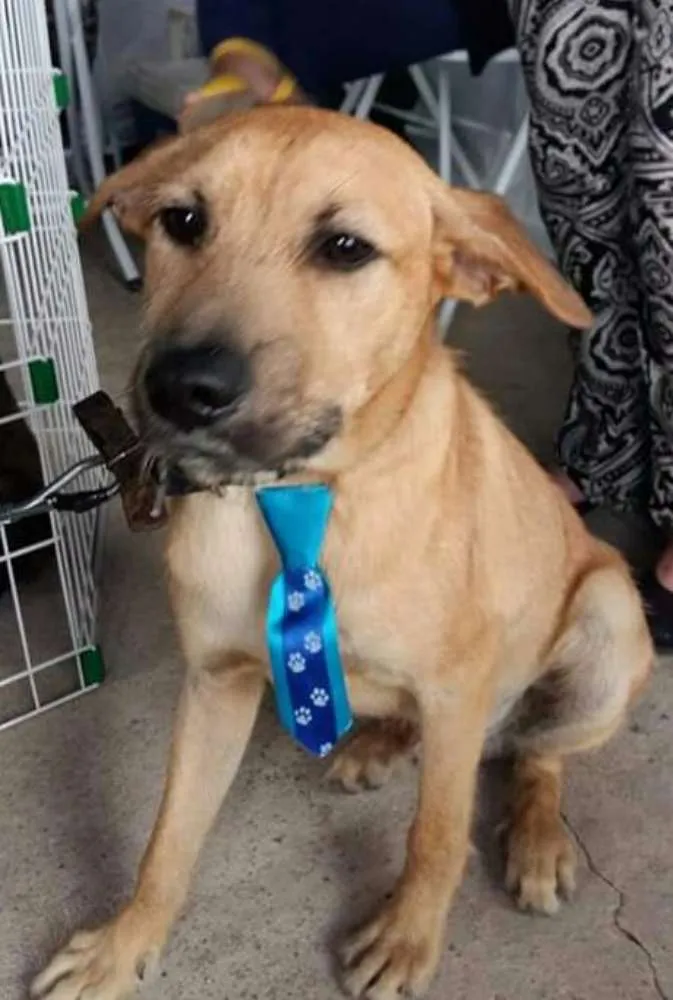 Cachorro ra a SRD idade 7 a 11 meses nome Filhote