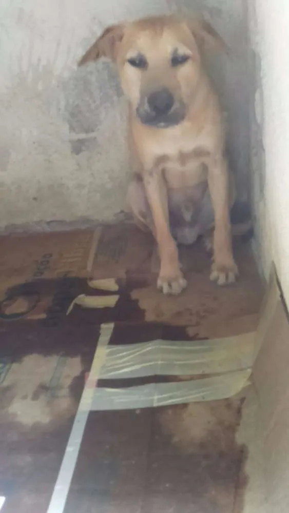 Cachorro ra a SRD idade 7 a 11 meses nome Filhote