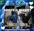 Cachorro raça SRD idade 4 anos nome Mickey