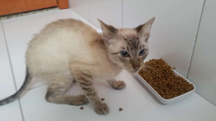 Gato ra a Vira lata idade 7 a 11 meses nome Rex