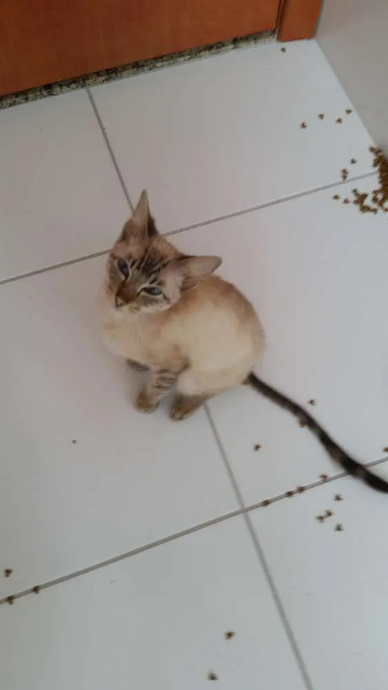 Gato ra a Vira lata idade 7 a 11 meses nome Rex
