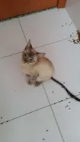 Rex