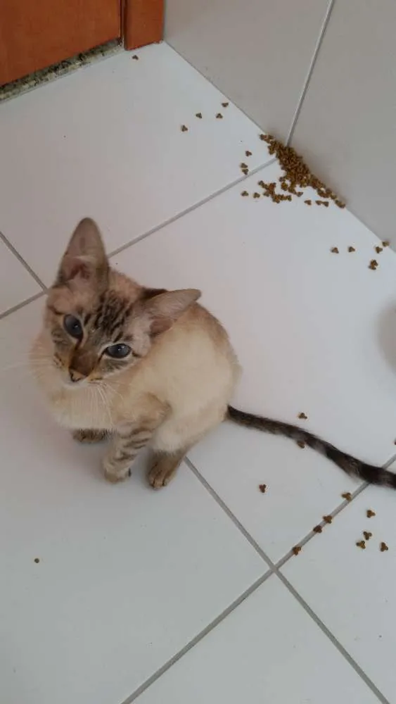 Gato ra a Vira lata idade 7 a 11 meses nome Rex