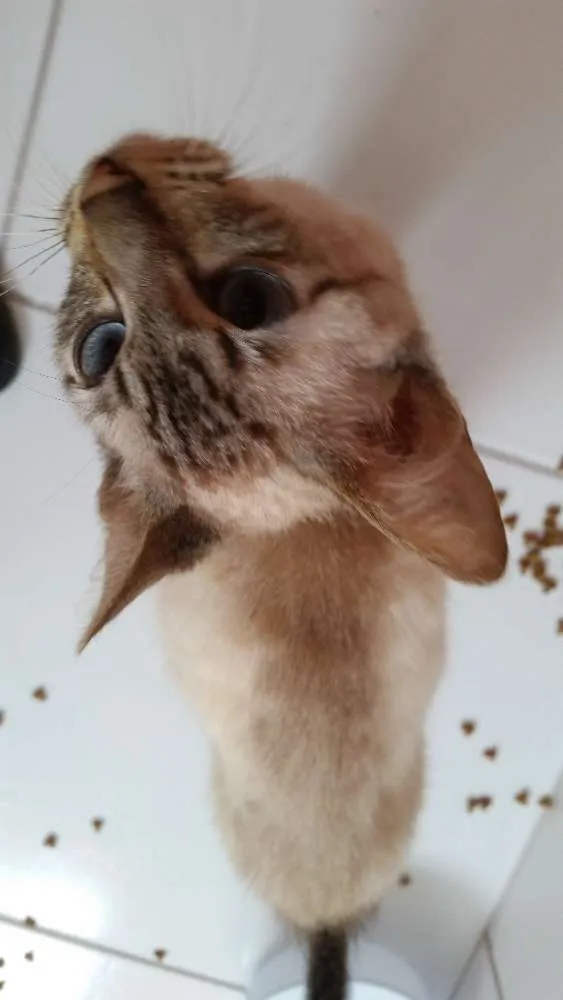 Gato ra a Vira lata idade 7 a 11 meses nome Rex