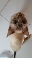 Rex
