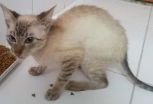 Gato raça Vira lata idade 7 a 11 meses nome Rex