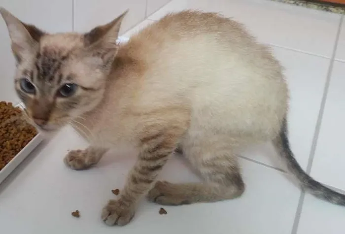 Gato ra a Vira lata idade 7 a 11 meses nome Rex