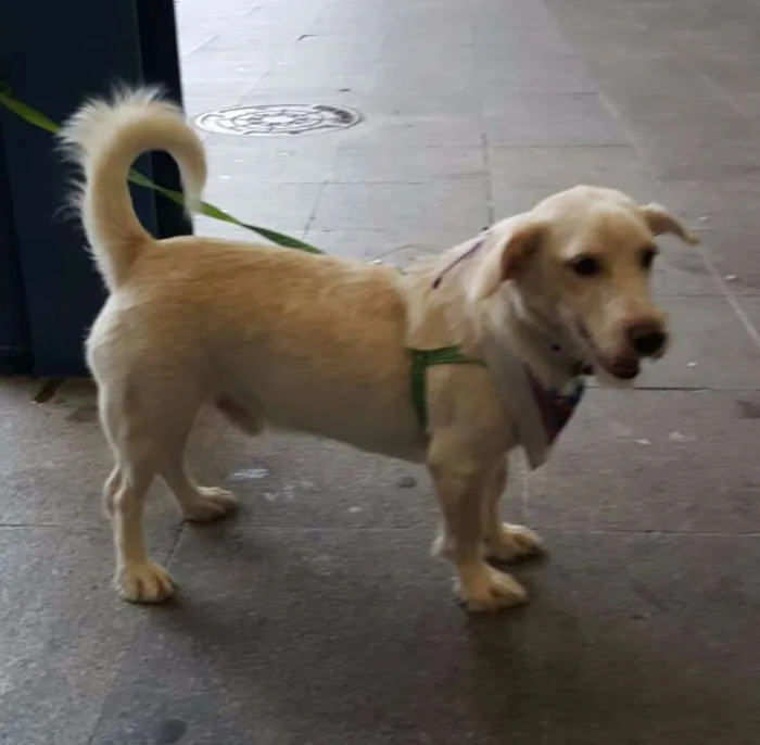 Cachorro ra a SRD idade 1 ano nome Johny