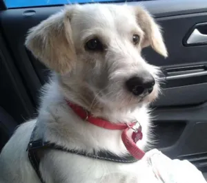 Cachorro raça SRD idade 1 ano nome Johny