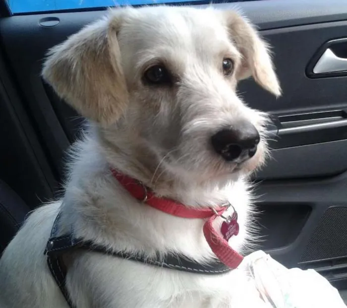 Cachorro ra a SRD idade 1 ano nome Johny