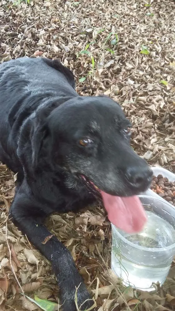 Cachorro ra a virá lata idade  nome não  sei