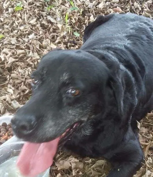 Cachorro ra a virá lata idade  nome não  sei