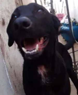 Cachorro raça SRD idade 4 anos nome Mickey