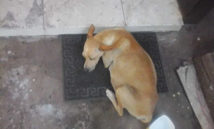 Cachorro ra a vira lata idade 2 a 6 meses nome vanessa pituquinha