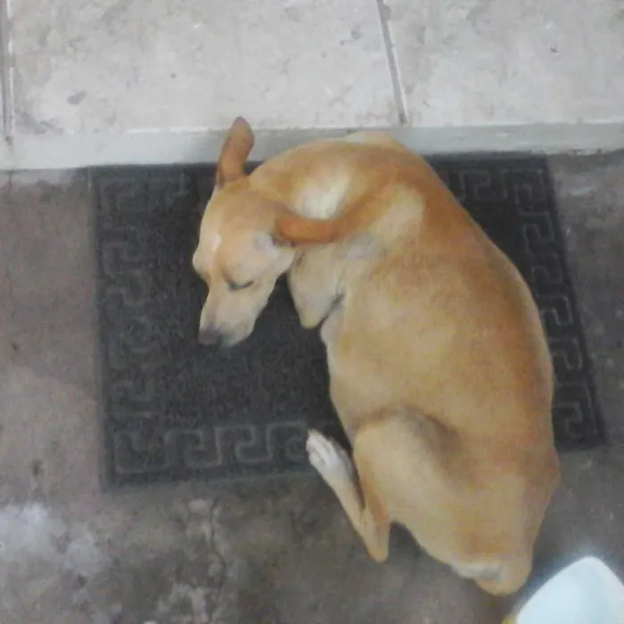 Cachorro ra a vira lata idade 2 a 6 meses nome vanessa pituquinha