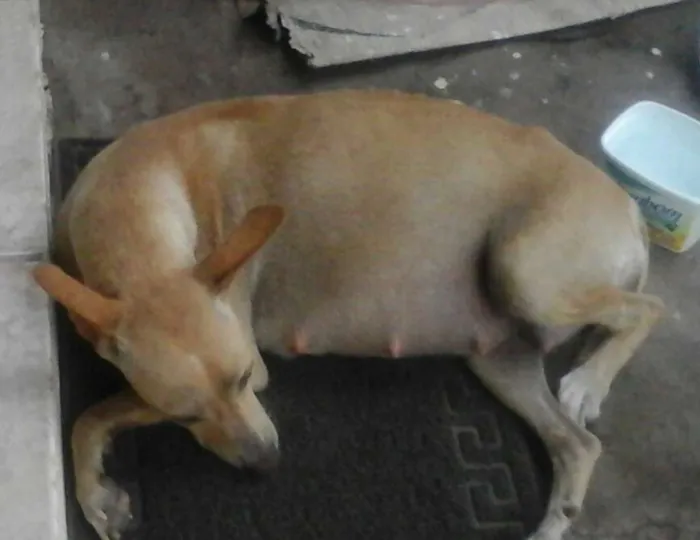 Cachorro ra a vira lata idade 2 a 6 meses nome vanessa pituquinha