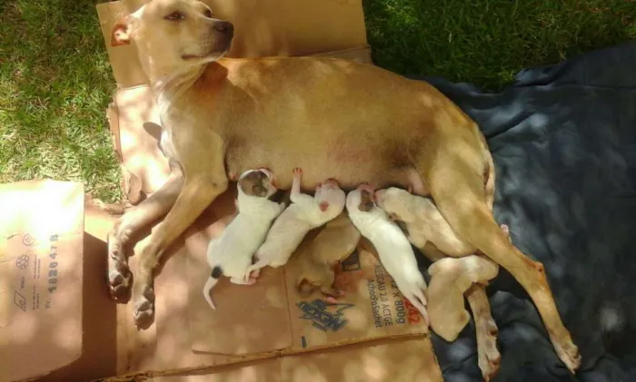 Cachorro ra a vira lata idade 2 a 6 meses nome vanessa pituquinha