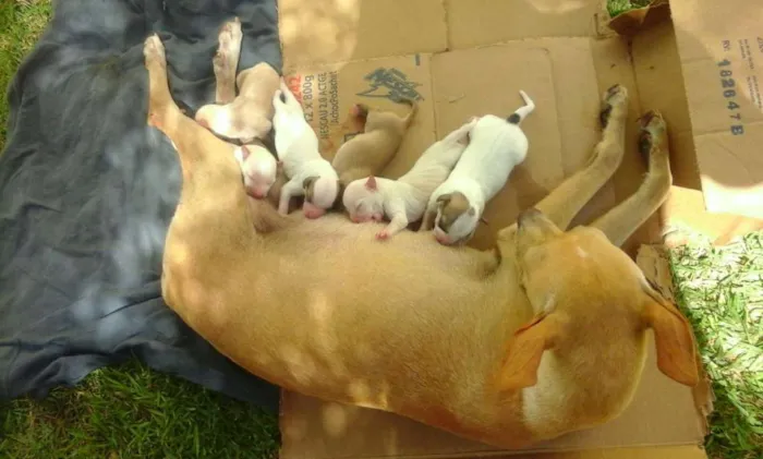 Cachorro ra a vira lata idade 2 a 6 meses nome vanessa pituquinha