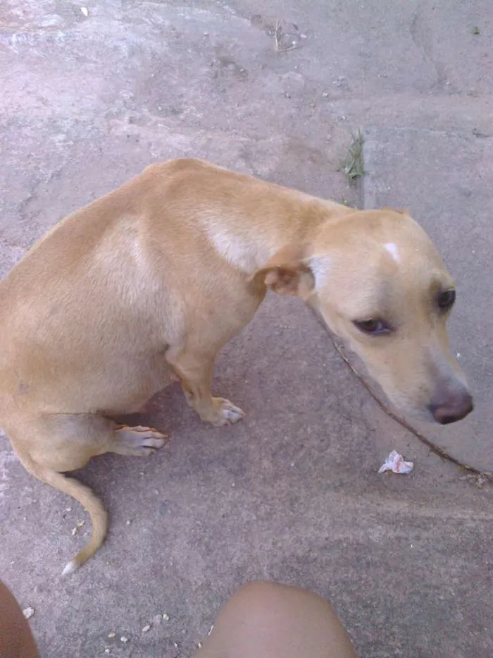 Cachorro ra a vira lata idade 2 a 6 meses nome vanessa pituquinha