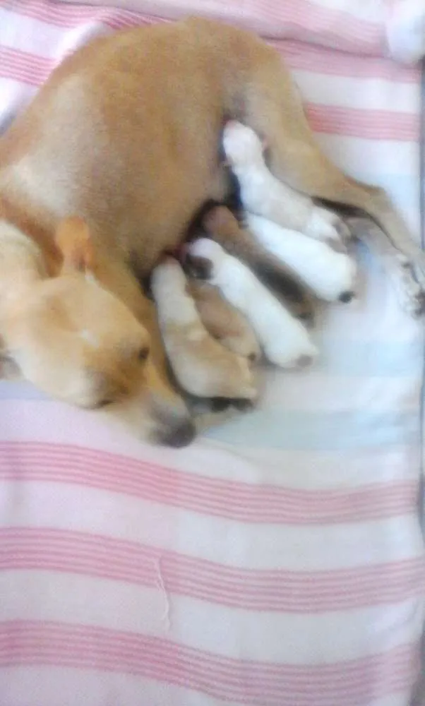 Cachorro ra a vira lata idade 2 a 6 meses nome vanessa pituquinha