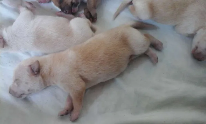 Cachorro ra a vira lata idade 2 a 6 meses nome vanessa pituquinha