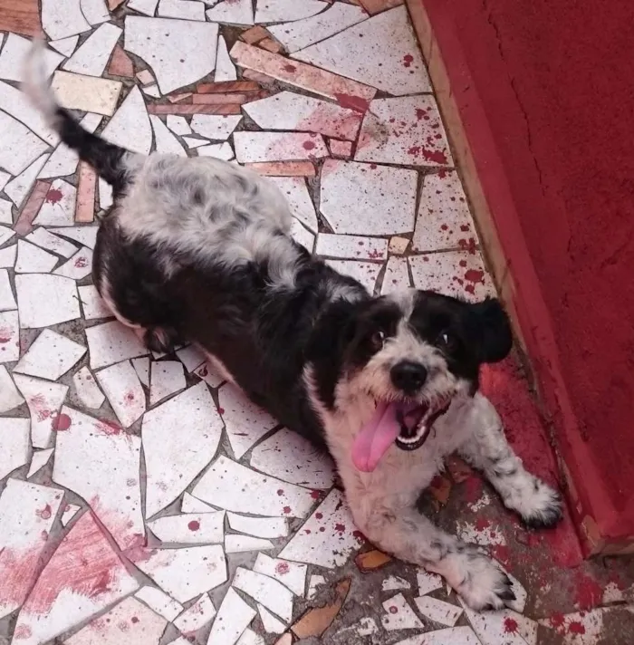 Cachorro ra a SRD idade 2 anos nome Tobby
