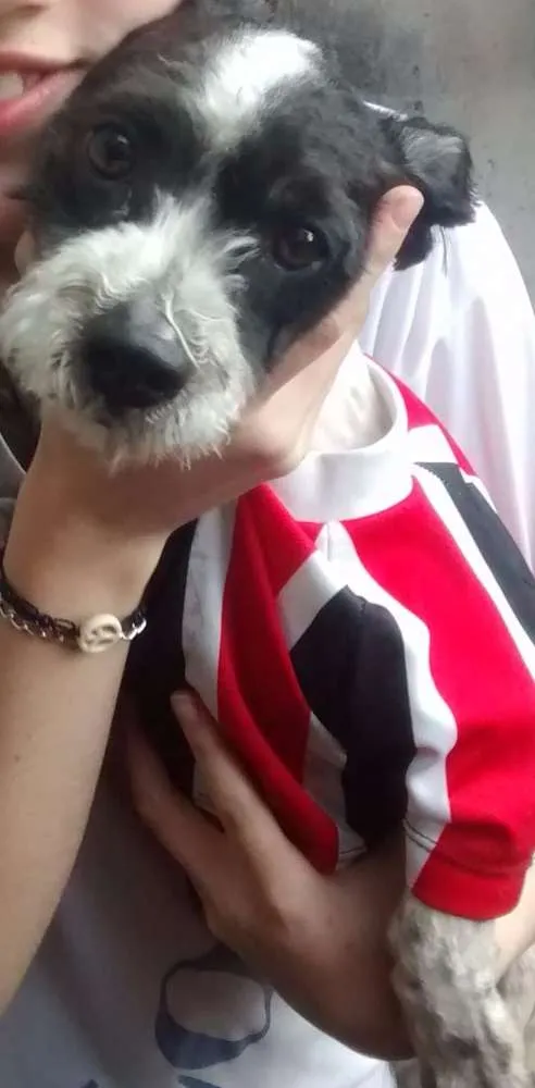 Cachorro ra a SRD idade 2 anos nome Tobby