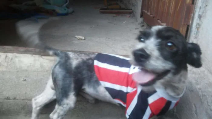 Cachorro ra a SRD idade 2 anos nome Tobby