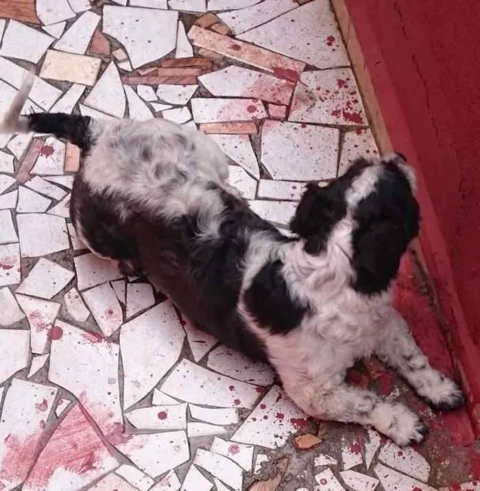 Cachorro ra a SRD idade 2 anos nome Tobby