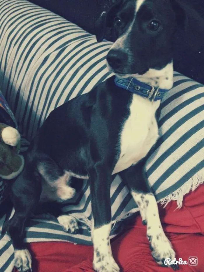 Cachorro ra a mistura de salsicha com viralata  idade 2 anos nome Neguinho 