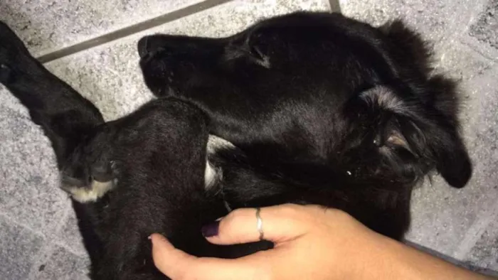 Cachorro ra a vira-lata idade 2 a 6 meses nome Sem nome