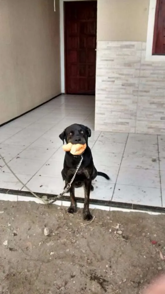 Cachorro ra a Labrador idade 7 a 11 meses nome Will Smitch