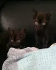 Nico e guto