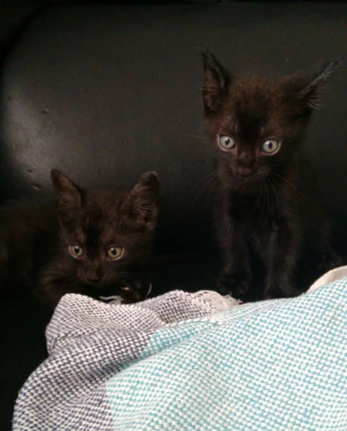 Gato ra a Sianês idade 2 a 6 meses nome Nico e guto