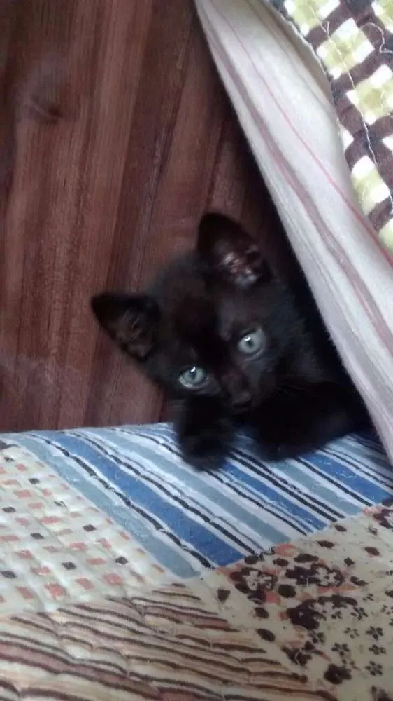Gato ra a Sianês idade 2 a 6 meses nome Nico e guto