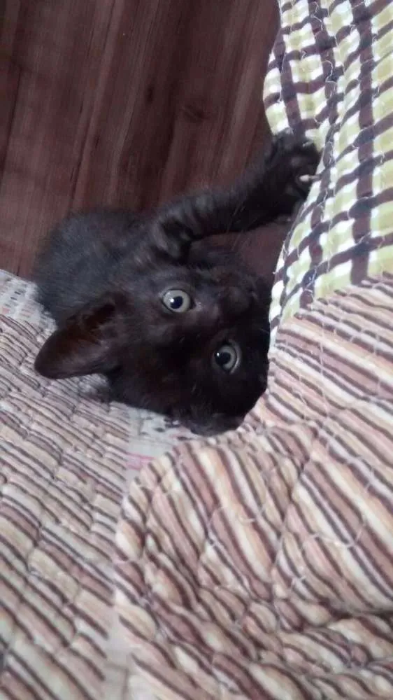Gato ra a Sianês idade 2 a 6 meses nome Nico e guto