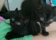 Nico e guto