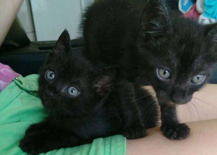 Gato ra a Sianês idade 2 a 6 meses nome Nico e guto