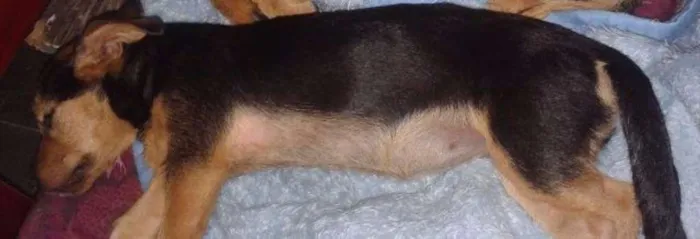 Cachorro ra a SRD idade 2 a 6 meses nome Frida