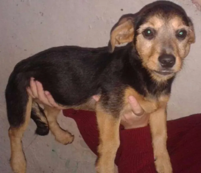 Cachorro ra a SRD idade 2 a 6 meses nome Frida