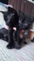 Nico e guto