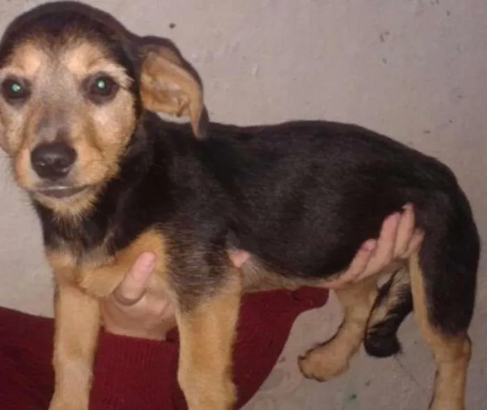 Cachorro ra a SRD idade 2 a 6 meses nome Frida