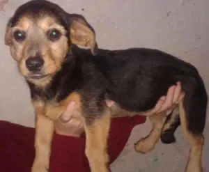 Cachorro raça SRD idade 2 a 6 meses nome Frida