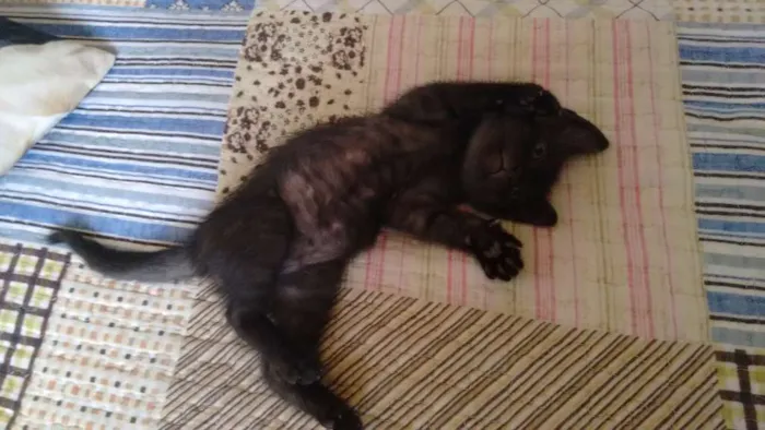 Gato ra a Sianês idade 2 a 6 meses nome Nico e guto
